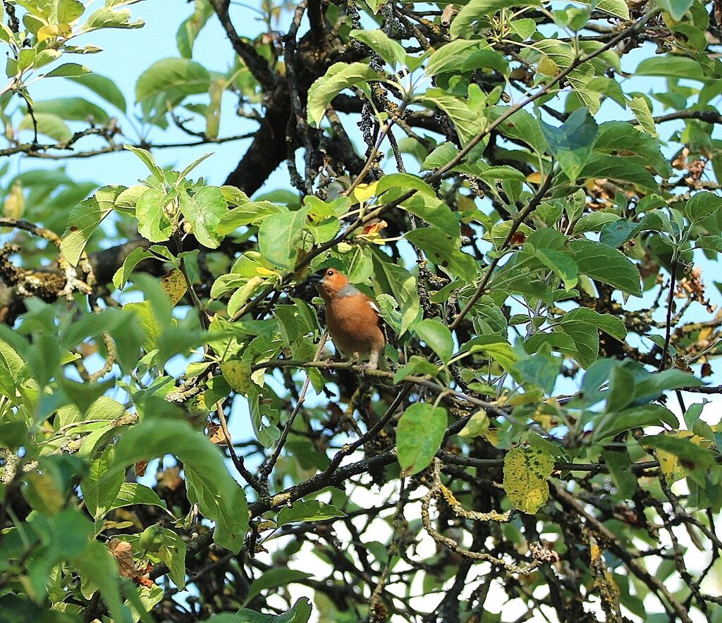 Pinson des arbres