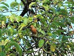 Eurasian Chaffinch