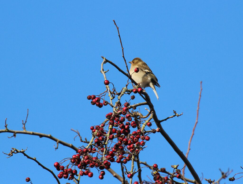 Common Chaffinch