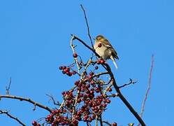 Common Chaffinch