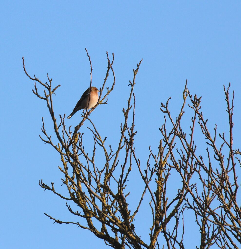 Eurasian Chaffinch