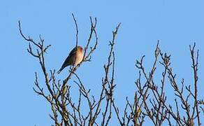 Eurasian Chaffinch