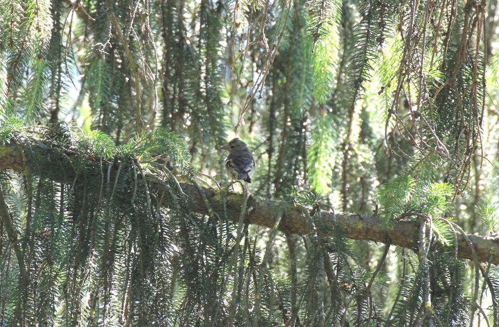 Eurasian Chaffinch