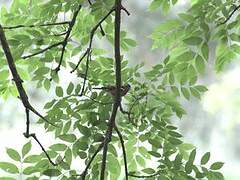 Eurasian Chaffinch