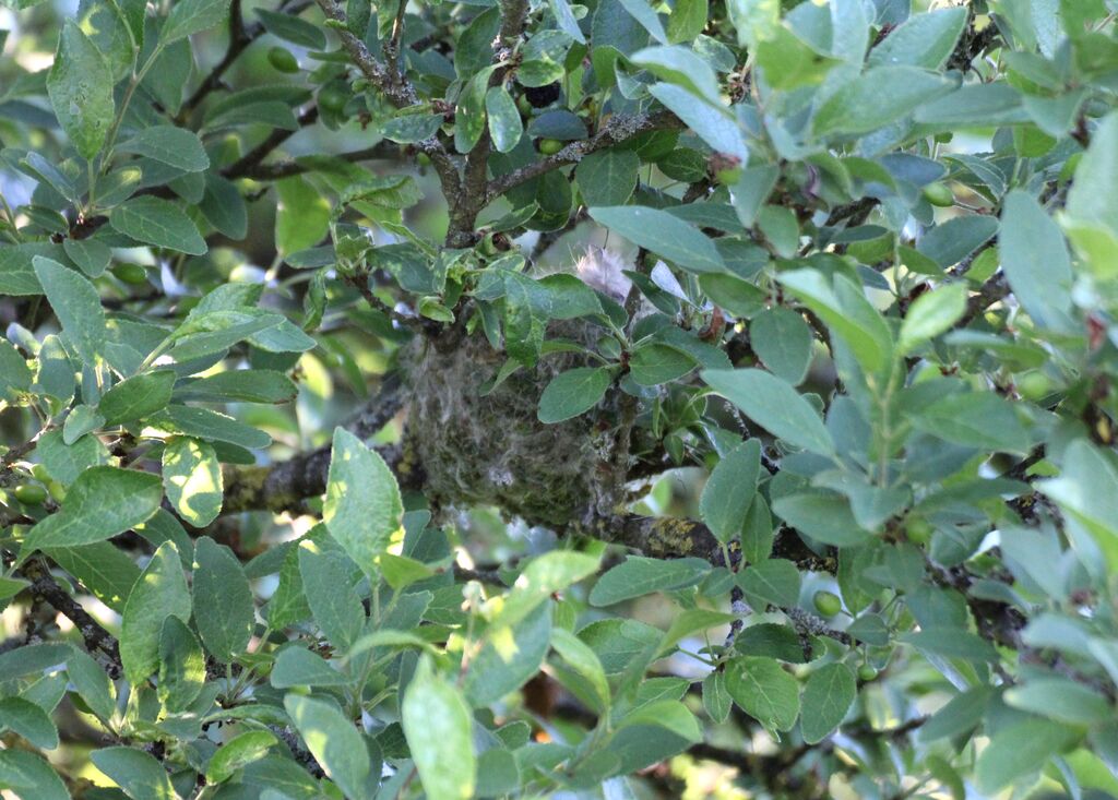 Eurasian Chaffinch