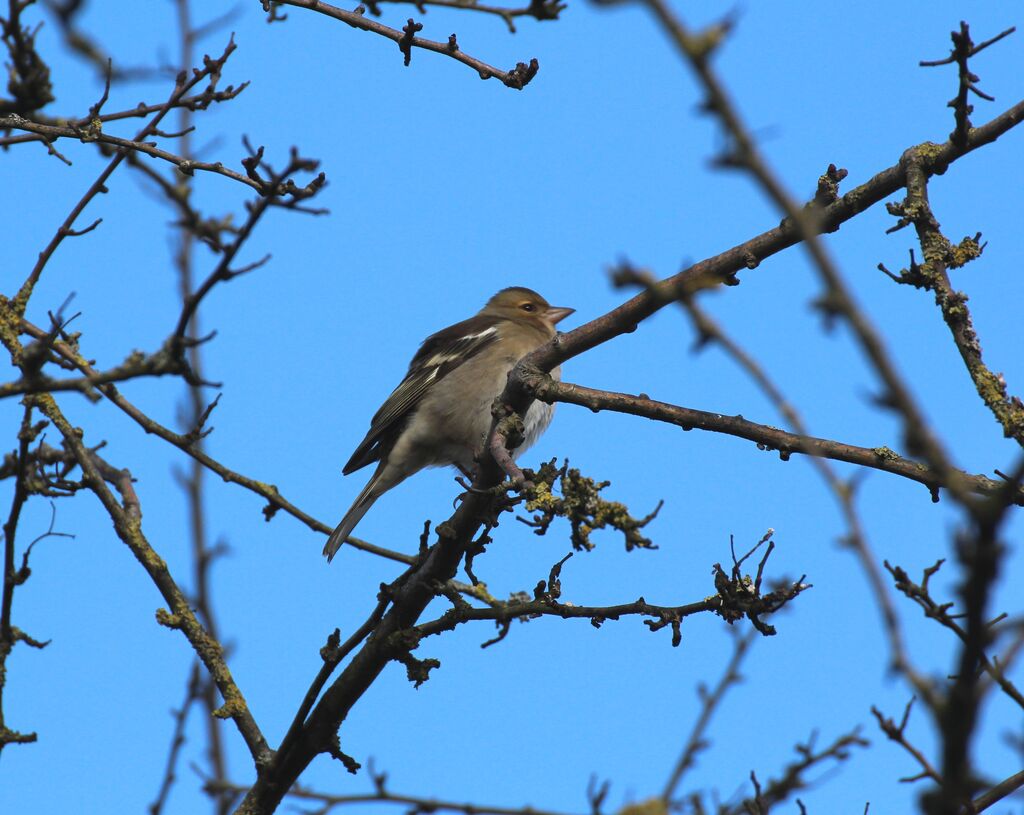 Common Chaffinch