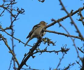 Pinson des arbres