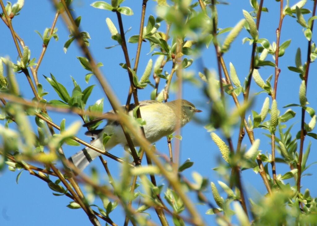 Common Chiffchaff