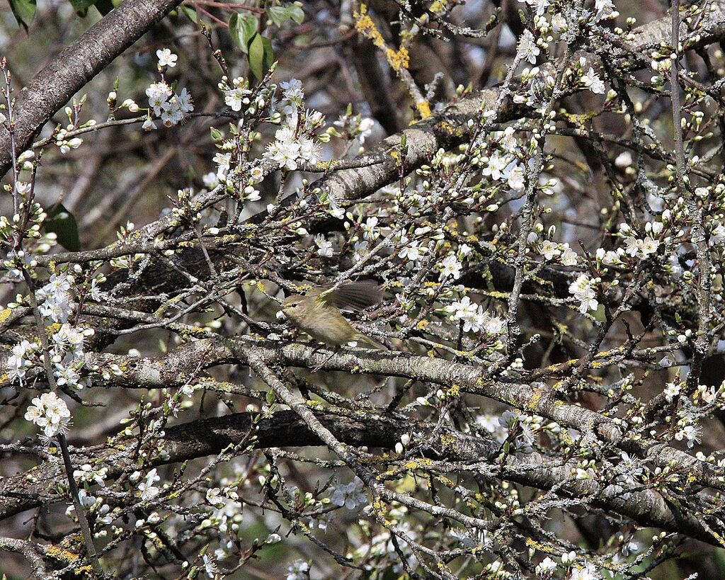 Common Chiffchaff