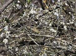 Common Chiffchaff