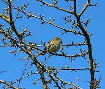 Common Chiffchaff