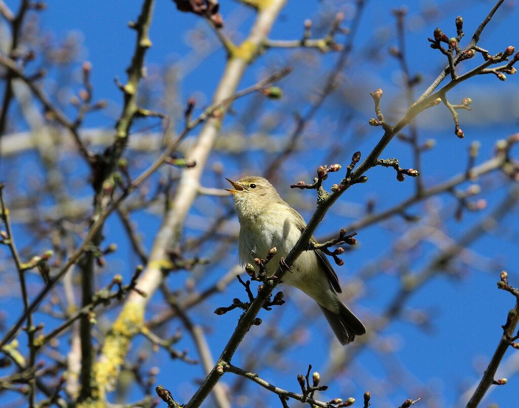 Common Chiffchaff