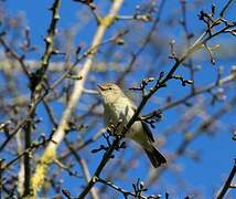 Common Chiffchaff