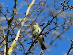 Common Chiffchaff