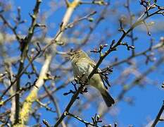 Common Chiffchaff