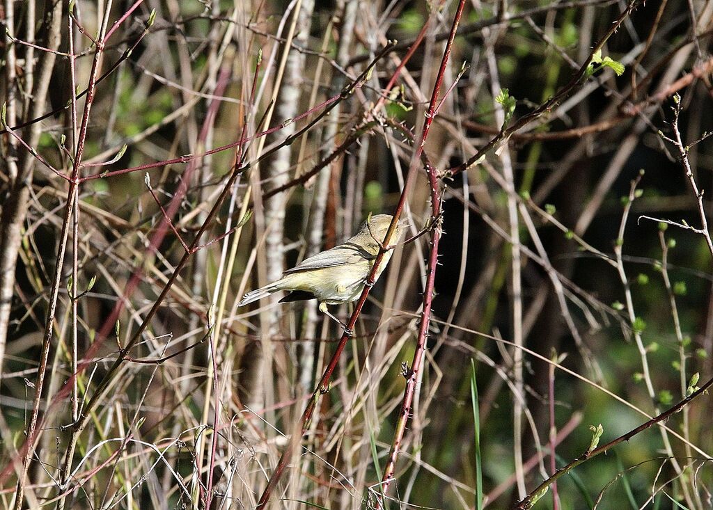 Common Chiffchaff