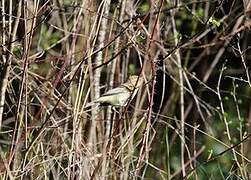 Common Chiffchaff