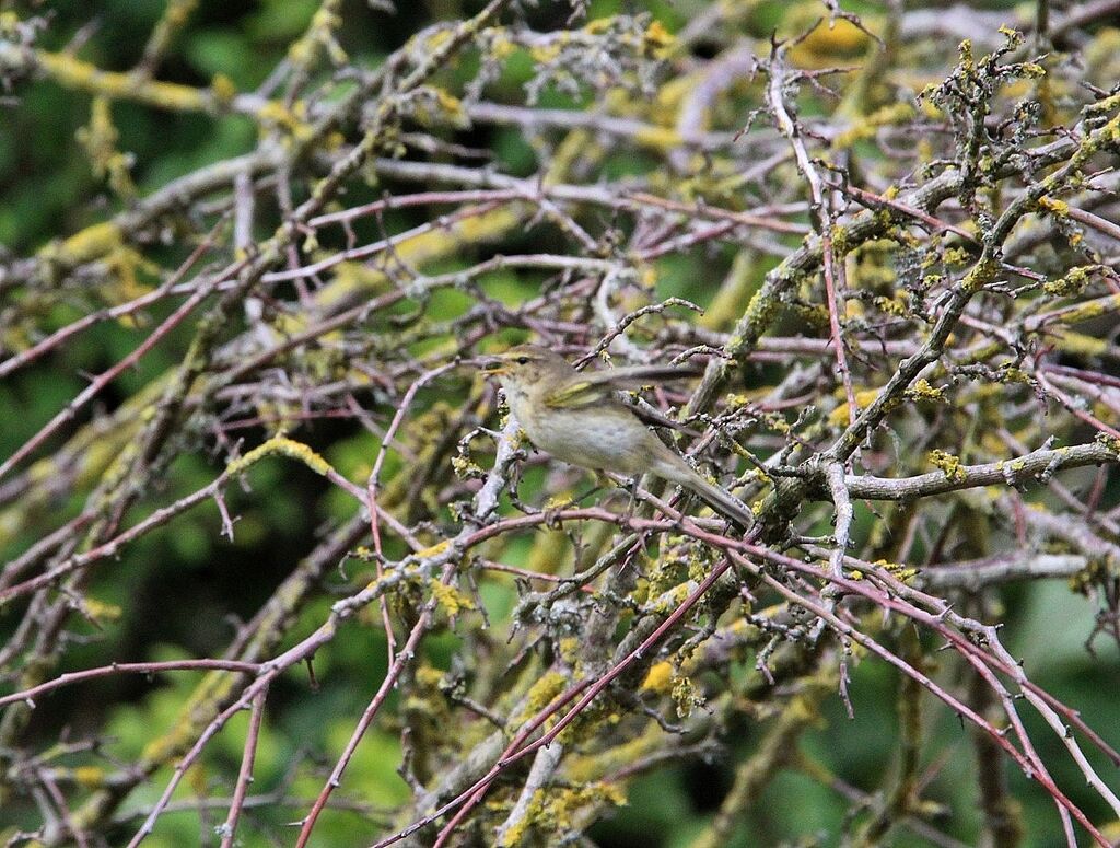 Common Chiffchaff