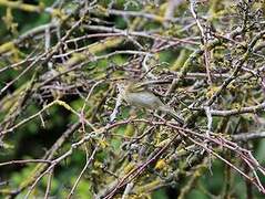 Common Chiffchaff