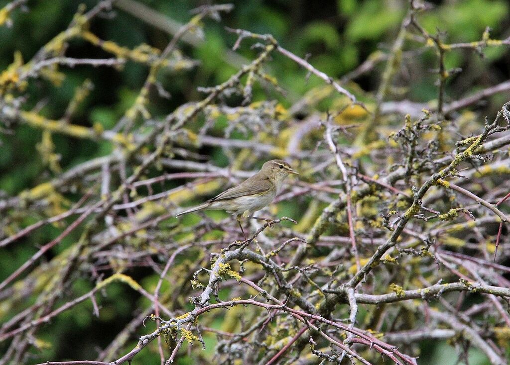 Common Chiffchaff