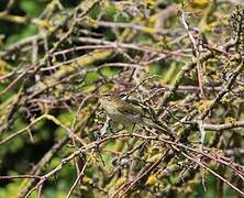 Common Chiffchaff