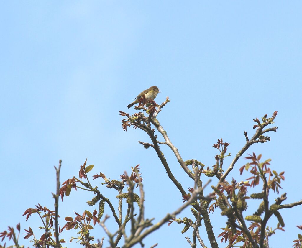 Common Chiffchaff