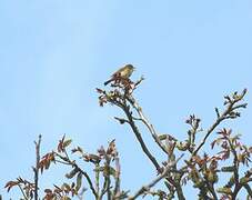 Common Chiffchaff