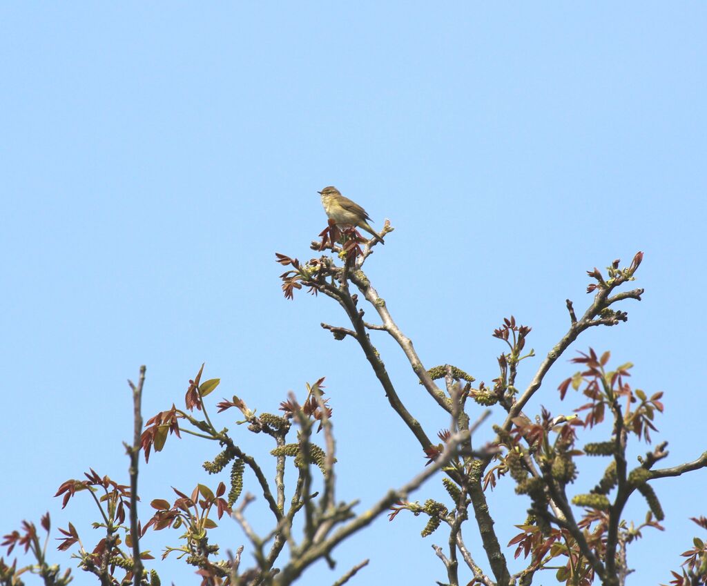 Common Chiffchaff