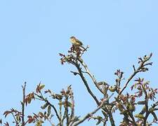 Common Chiffchaff