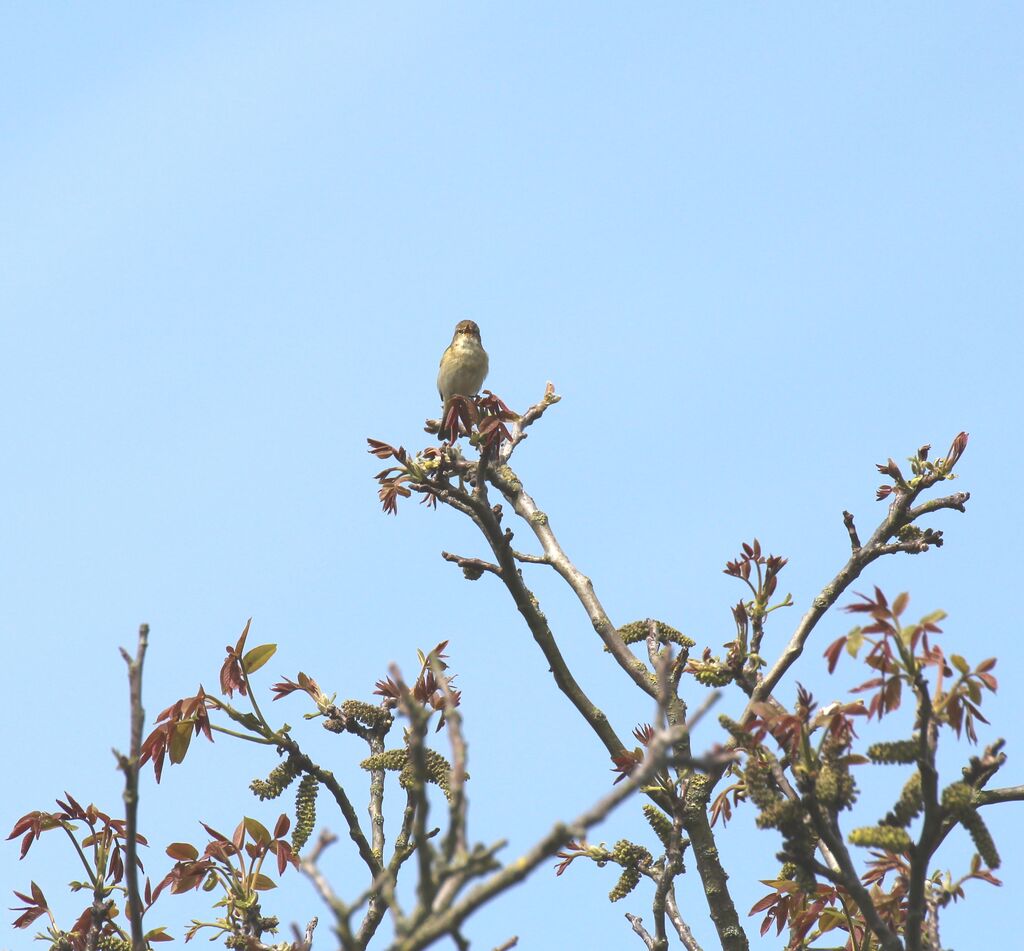 Common Chiffchaff