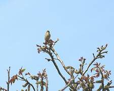 Common Chiffchaff