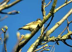 Common Chiffchaff