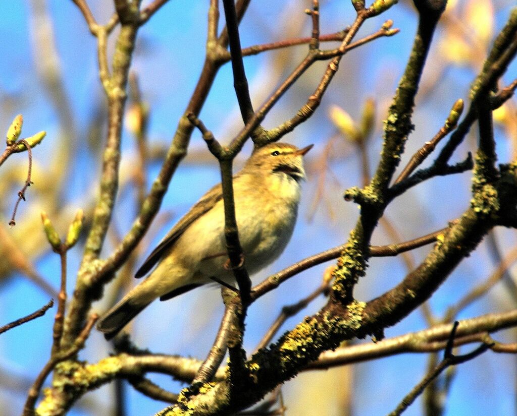 Common Chiffchaff