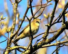 Common Chiffchaff