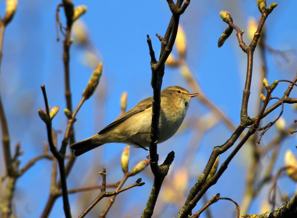 Common Chiffchaff