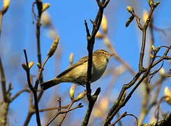 Common Chiffchaff