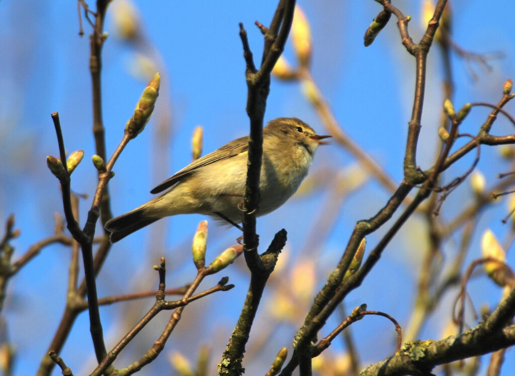 Common Chiffchaff