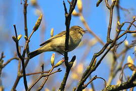 Common Chiffchaff