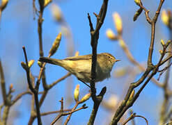 Common Chiffchaff