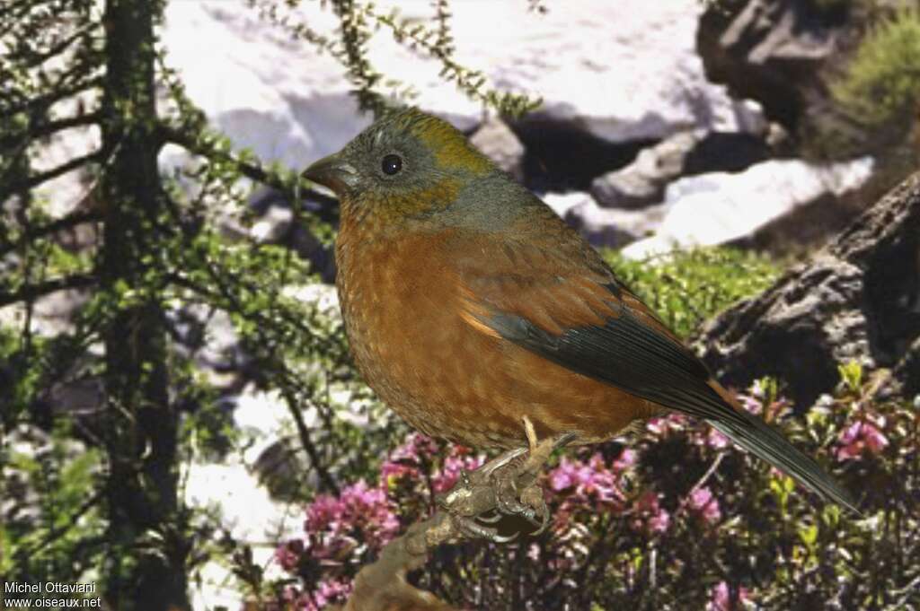 Golden-naped Finch female adult, identification