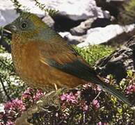 Golden-naped Finch