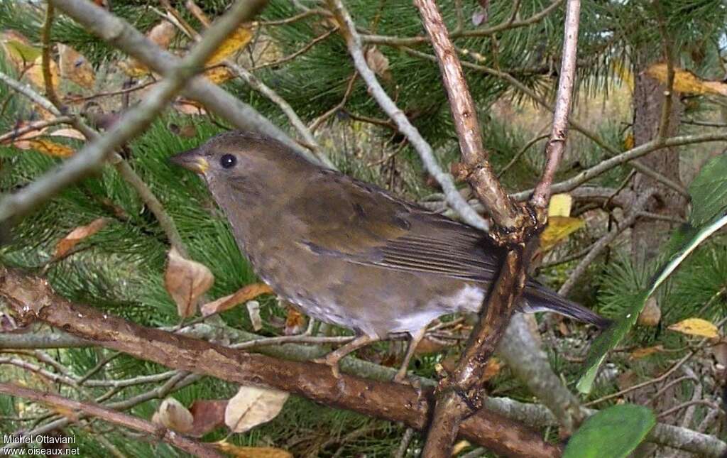 Roselin de Blanford femelle adulte, identification