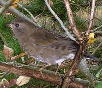 Blanford's Rosefinch