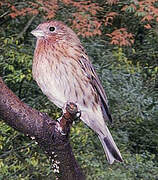 Pallas's Rosefinch