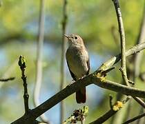 Common Nightingale