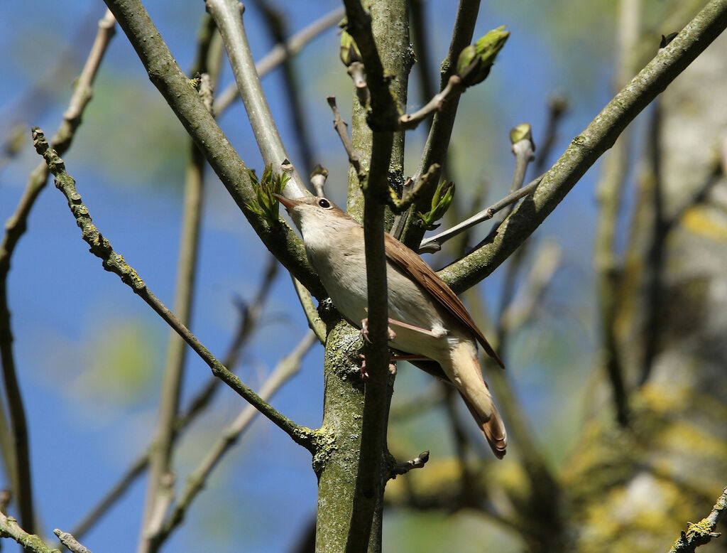 Common Nightingale