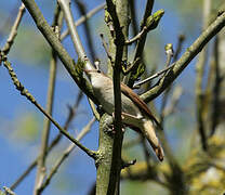 Common Nightingale