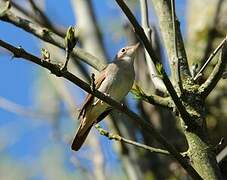 Common Nightingale