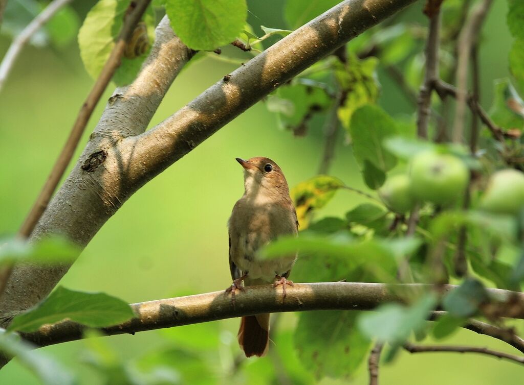 Common Nightingale