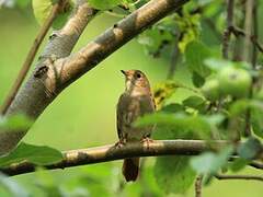 Common Nightingale